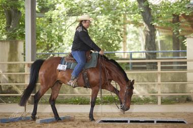 Pferd beim Trailwork