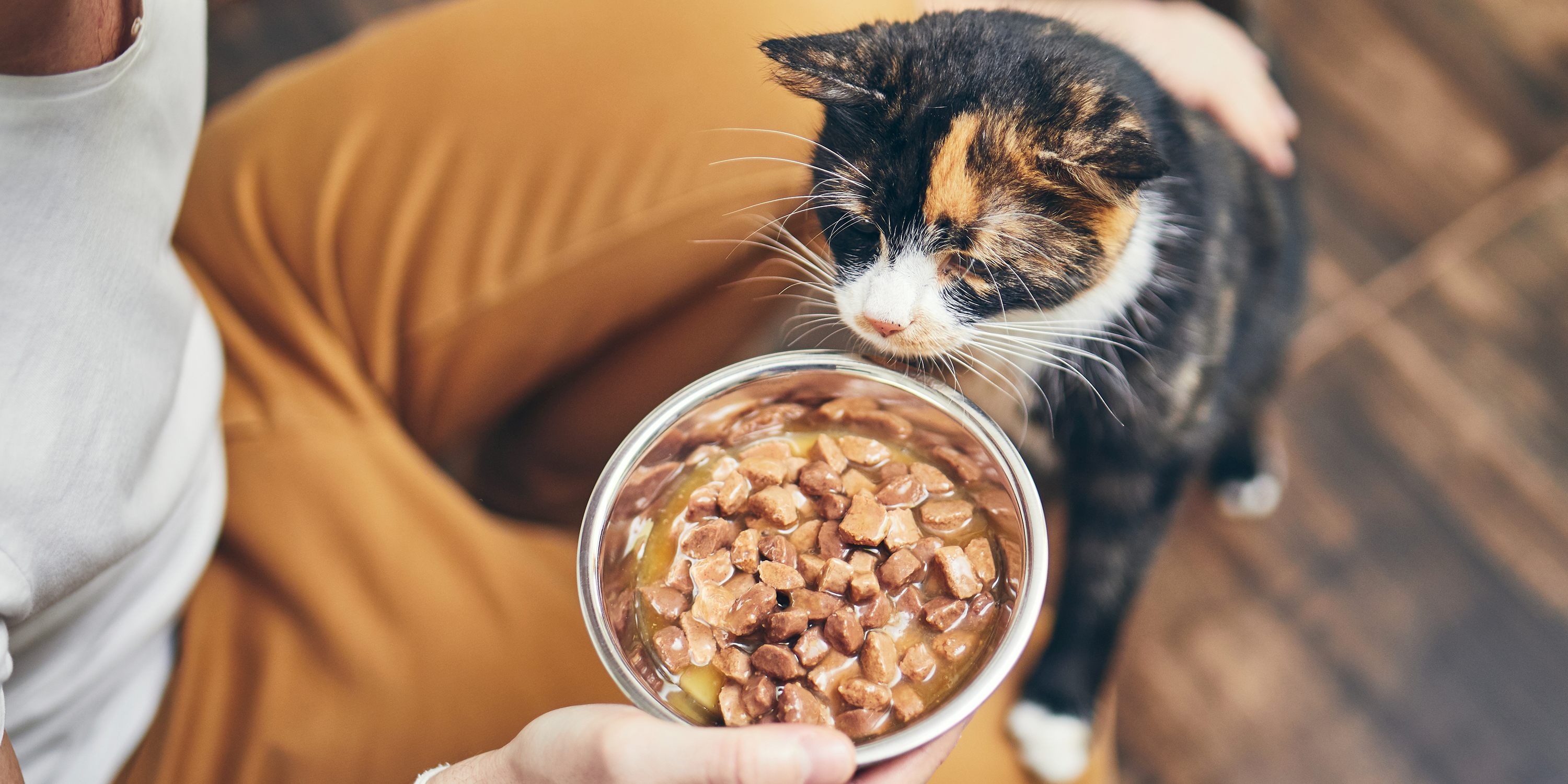 Что если человек ест кошачий корм. Что если человек ест кошачий корм. Кошка ест влажный корм. Жидкий корм для кошек в миске. Кошка ест влажный корм.