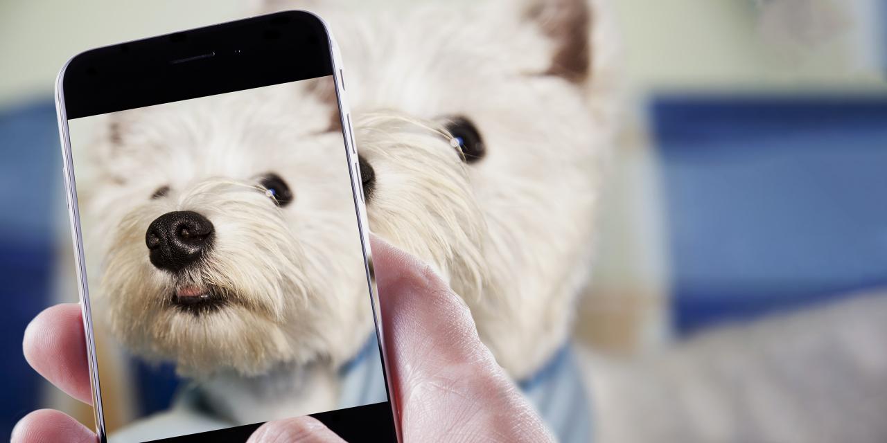 Foto vom Hund mit dem Smartphone