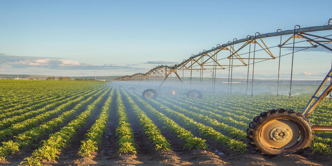 Feld wird mit Wasser besprüht mittels Beregnungsmaschine.