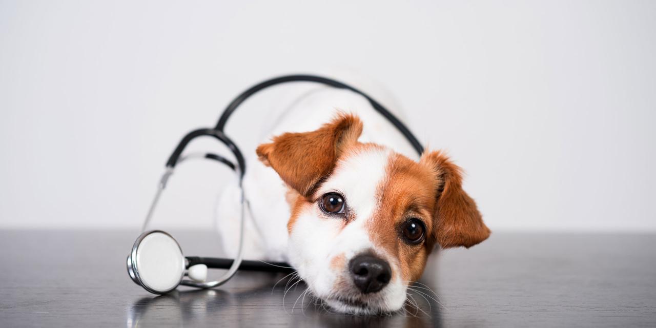 Terrier mit Stethoskop liegt mit Kopf und Teil des Körpers auf schwarzem Untergrund