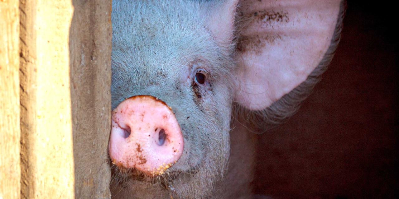 Ein Schwein blickt aus einem dunklen Stall Betrachter an