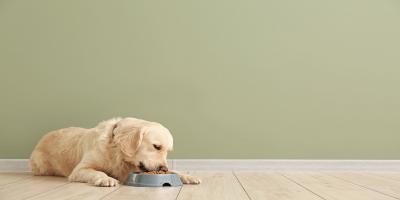 Hundetrockenfutter im Test: Produkt für ältere Tiere großteils mangelhaft; (Bild: Pixel-Shot|Shutterstock.com)