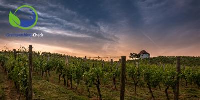 Weinberg am Morgen