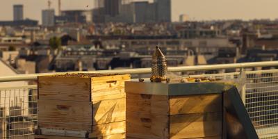 Imkern in der Stadt: Bienenstöcke am Dach über der Stadt
