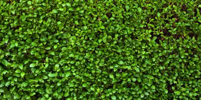 Dichte, grüne und hohe Hecke