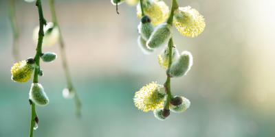 Pollen