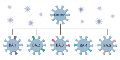 Schematische Darstellung der Omikron-Varianten des Corona-Virus