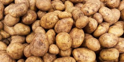 Thermomix: Bitte nur runde Kartoffeln 