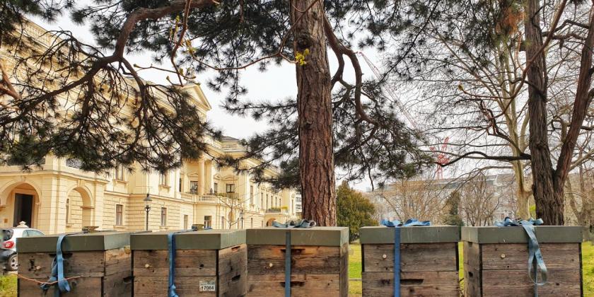 Imkern in der Stadt: mehrere Bienenstöck in einem innerstädtischen Garten.
