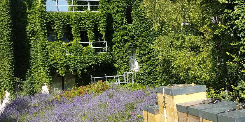 Imkern in der Stadt: Bienenstöcke im Garten eines Hotels, Bäume, Wiese