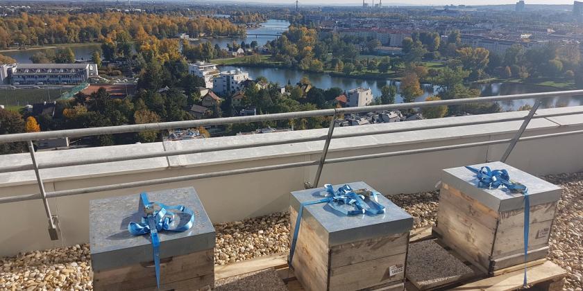 Imkern in der Stadt: Bienenstöcke gut befestigt auf einem Flachdach über der Stadt Wien