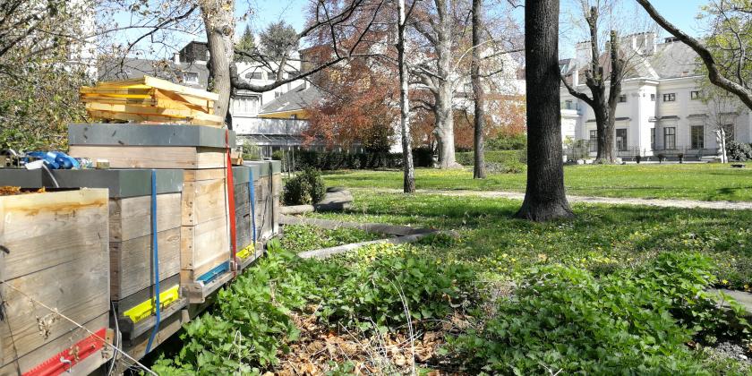 Imkern in der Stadt: Bienenstöcke im Garten vom Palais Auersperg