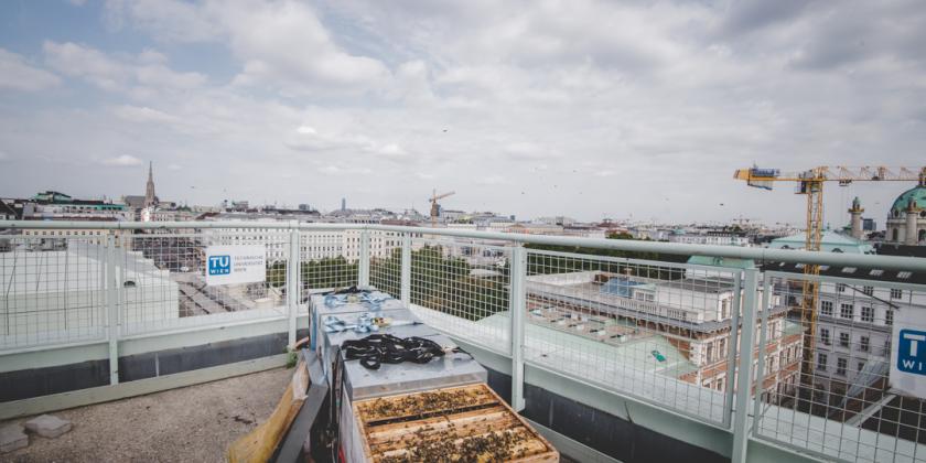 Imkern in der Stadt: Bienenstöcke auf dem Dach.