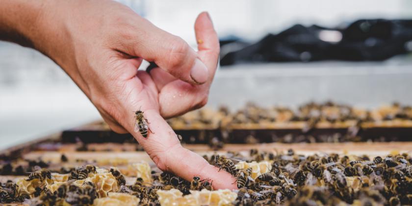 Imkern in der Stadt: Hand berührt Bienenstock