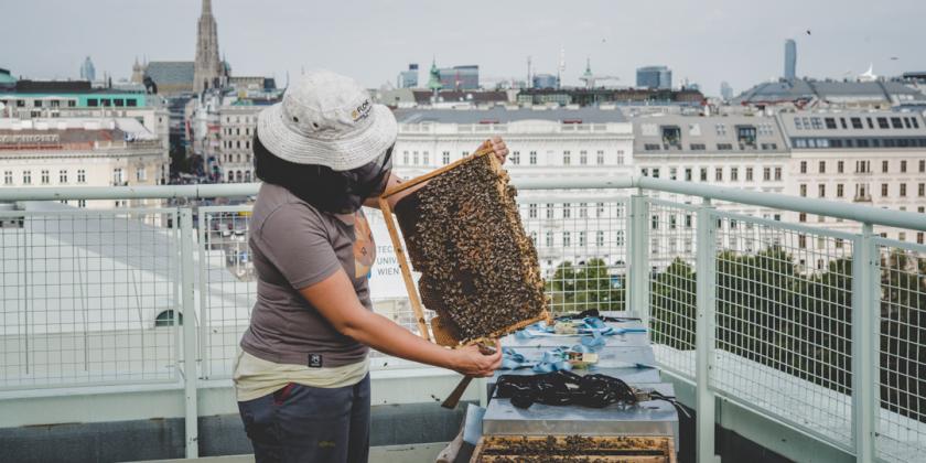 Imkern in der Stadt: Imkerin bei der  Arbeit.