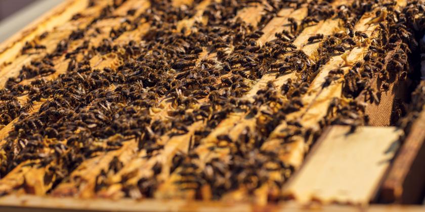 Imkern in der Stadt: Bienen am Stock