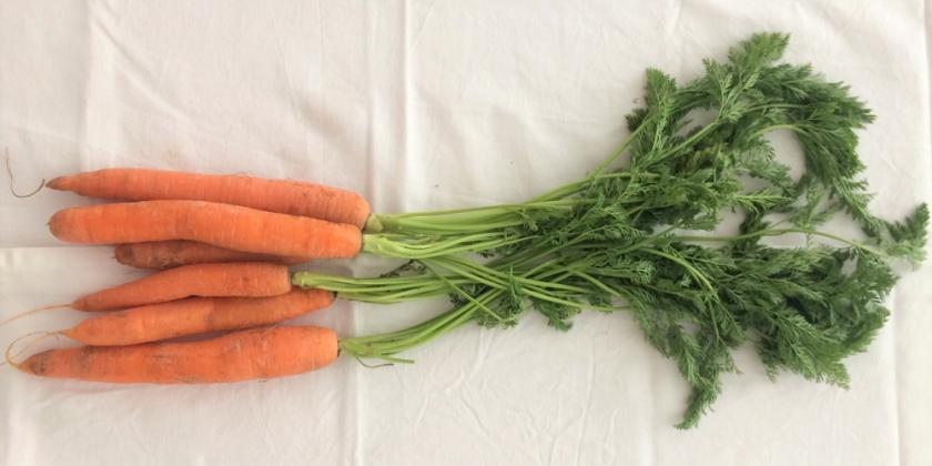 Karotten mit Grün