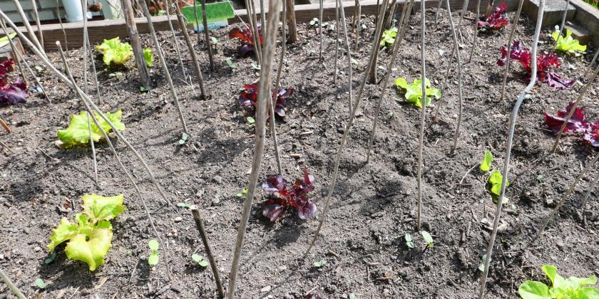 Hochbeet mit Setzlingen