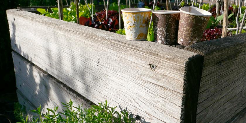 B Hochbeet mit Kaffeebechern Manfred Tacha2560px Hochbeet mit Kaffeebechern