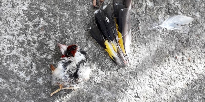 Kopf eines Stieglitzes