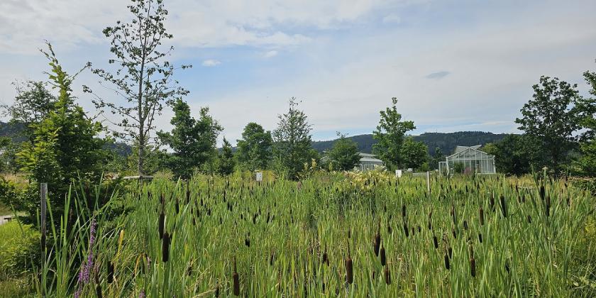 Feuchtbiotop im Vorbereich der Grüne-Erde-Welt