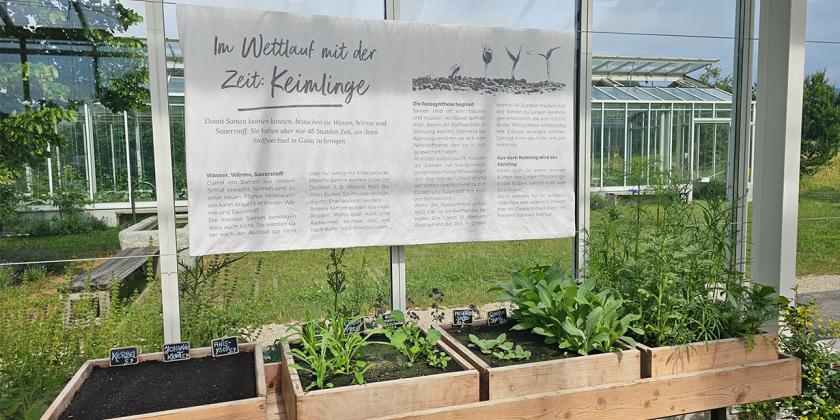 Unterschiedliche Pflanzenkeimlinge zum Anschauen in Erde und Holzkästen