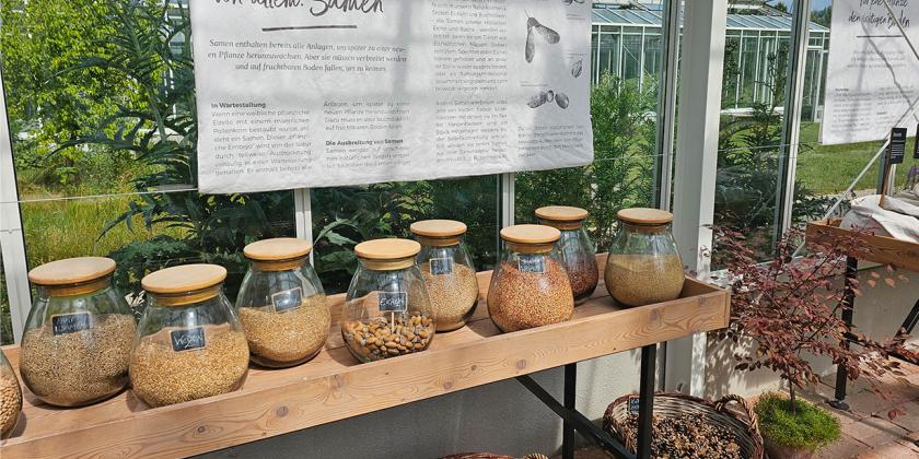 Sammlung von Pflanzensamen in Glasgefäßen