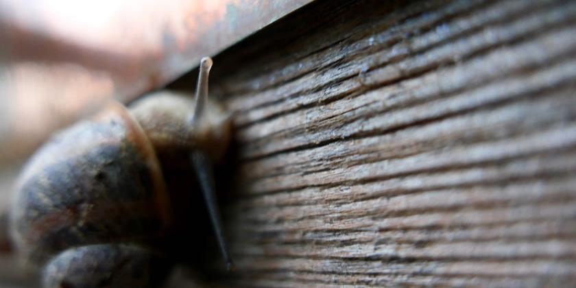 B Schnecken am Hochbeet 10 mit Kupferband gegen Schnecken Tacha L1022790 2560 Schnecken am Hochbeet vor einem Kupferband