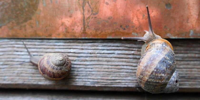 B Schnecken am Hochbeet 8 Kupferblech Kupferband TachaL1022787 2560px Zwei Schnecken vor einem Kupferband