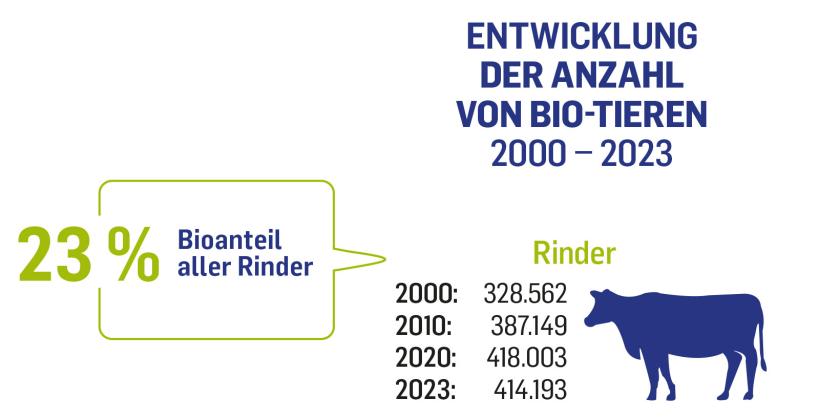 Im Jahr 2000 gab es 328562 Biorinder in Österreich. 2023 waren es 414193. Der Bioanteil aller Rinder in Österreich 2023: 23 %