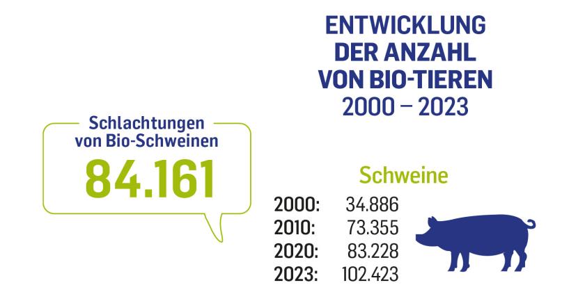 Im Jahr 2000 gab es 34886 Bio-Schweine in Österreich, 2023 waren es 102423. Im Jahr 2023 wurden 84161 Bio-Schweine geschlachtet