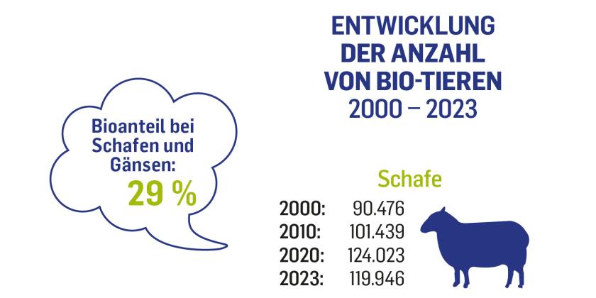 Im Jahr 2000 gab es 90476 Bio-Schafe in Österreich. 2023 waren es 119946. Der Bio-Anteil bei sowohl bei Schafen wie auch bei Gänsen beträgt 29 %