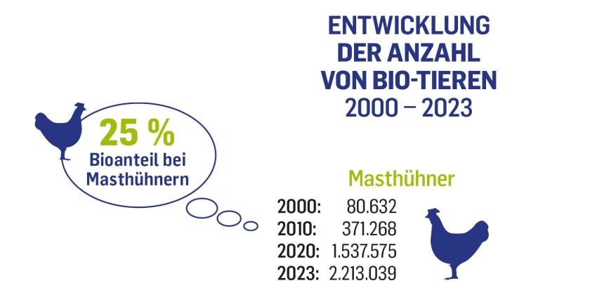 Im Jahr 2000 gab es 80632 Masthühner in Österreich. 2023 waren es 2213039 (das entspricht einem Bio-Anteil von 25 %)