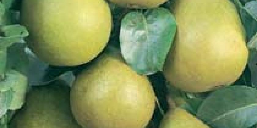 Gellerts Butterbirne 5