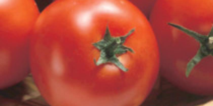 Tomate 1
