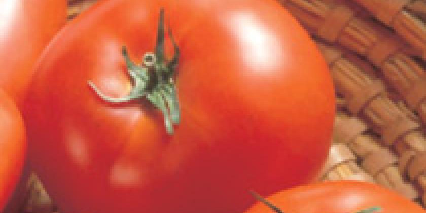 Tomate 2