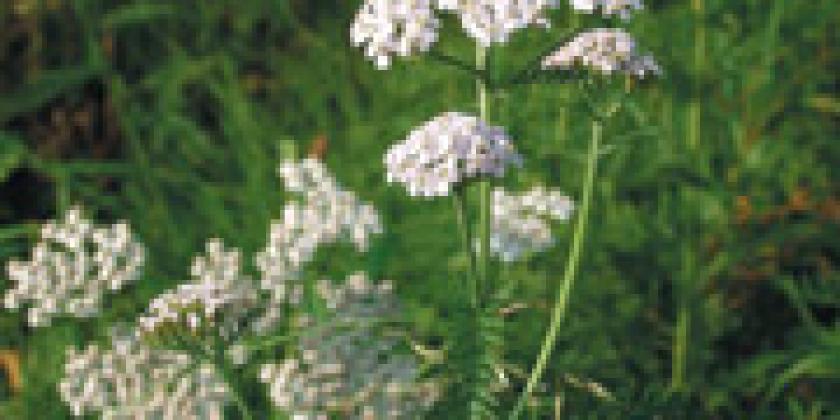 Schafgarbe Schafgarbe