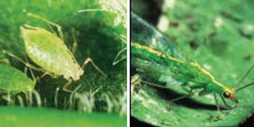 Doppelfoto Blattläuse Florfliege Doppelfoto Blattläuse Florfliege