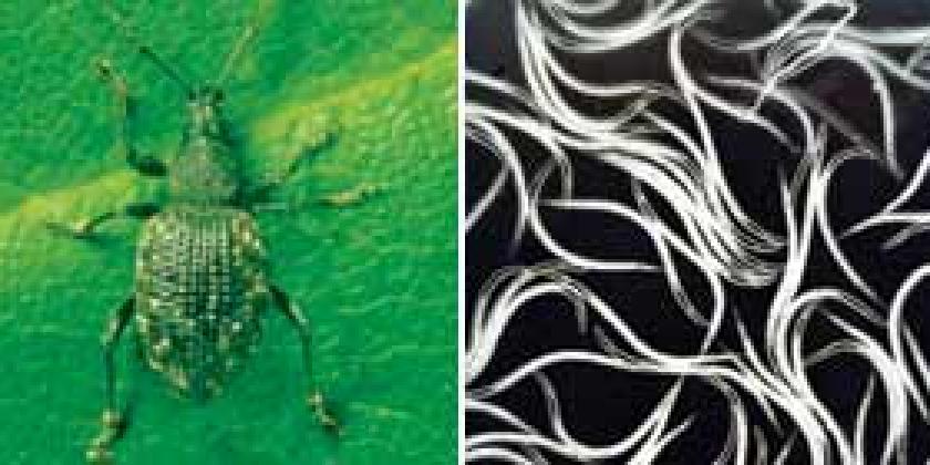 Doppelfoto Dickmaulrüssler Neomatoden Doppelfoto Dickmaulrüssler Neomatoden