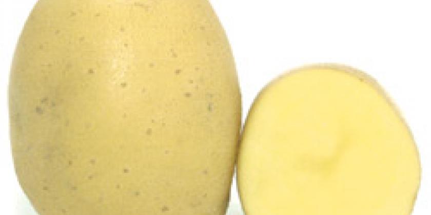 Ukama_ Kartoffel_ Erdäfel_ Essen_ Gemüse Ukama, Kartoffel, Erdäfel, Essen, Gemüse