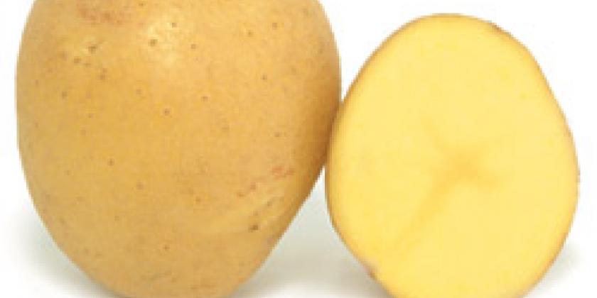 Quarta_ Kartoffel_ Erdäfel_ Essen_ Gemüse Quarta, Kartoffel, Erdäfel, Essen, Gemüse
