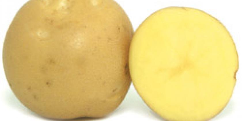 Romina_ Kartoffel_ Erdäfel_ Essen_ Gemüse Romina, Kartoffel, Erdäfel, Essen, Gemüse