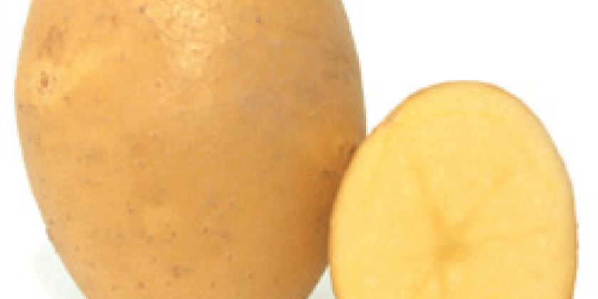 Agria_ Kartoffel_ Erdäfel_ Essen_ Gemüse Agria, Kartoffel, Erdäfel, Essen, Gemüse