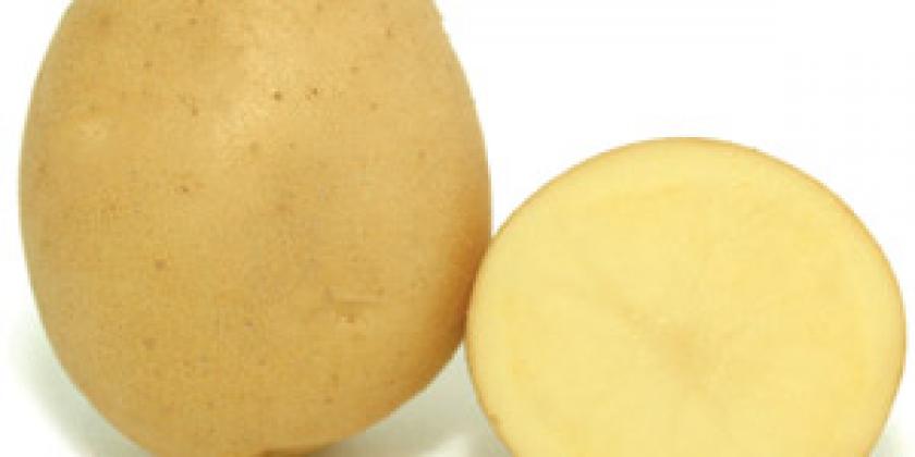 Agata_ Kartoffel_ Erdäfel_ Essen_ Gemüse Agata, Kartoffel, Erdäfel, Essen, Gemüse
