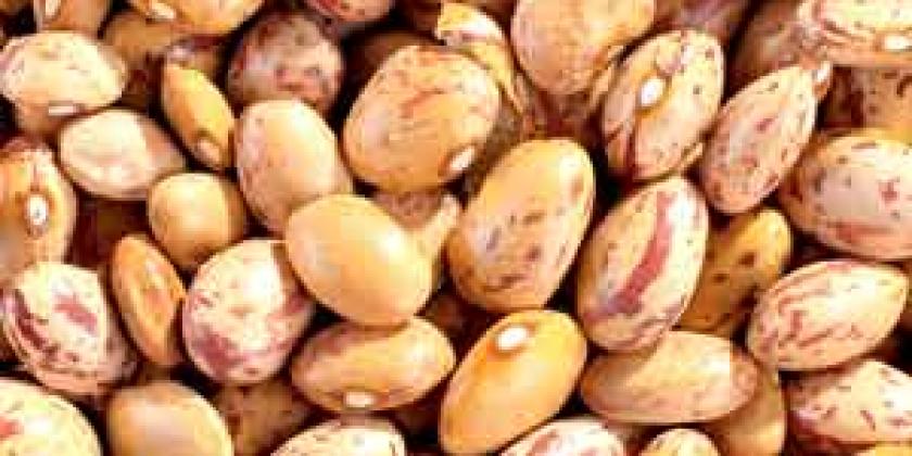 Wachtelbohne Pintobohne 300px