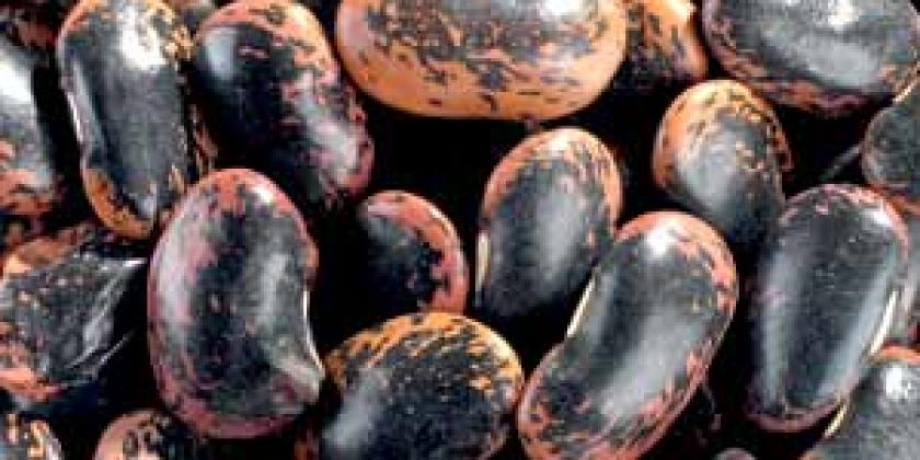 Feuerbohne Türkische Bohne Käferbohne 300px