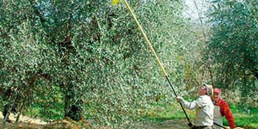 Olivenernte Olivenhain 300px