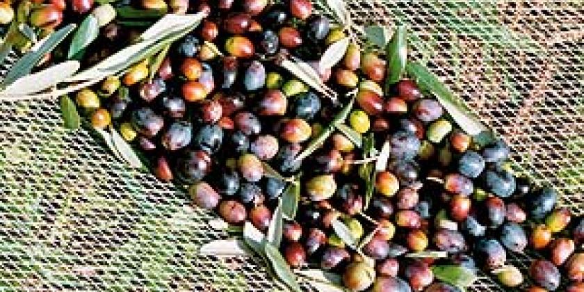 Olivenernte halbreife Oliven 300px