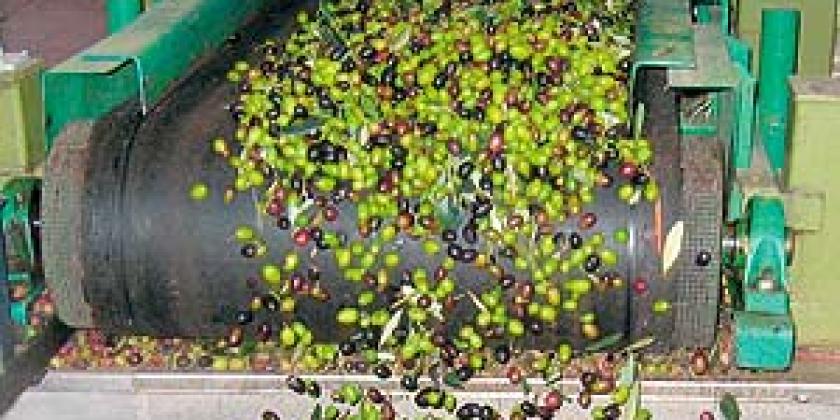 Olivenernte Oliven reinigen 300px